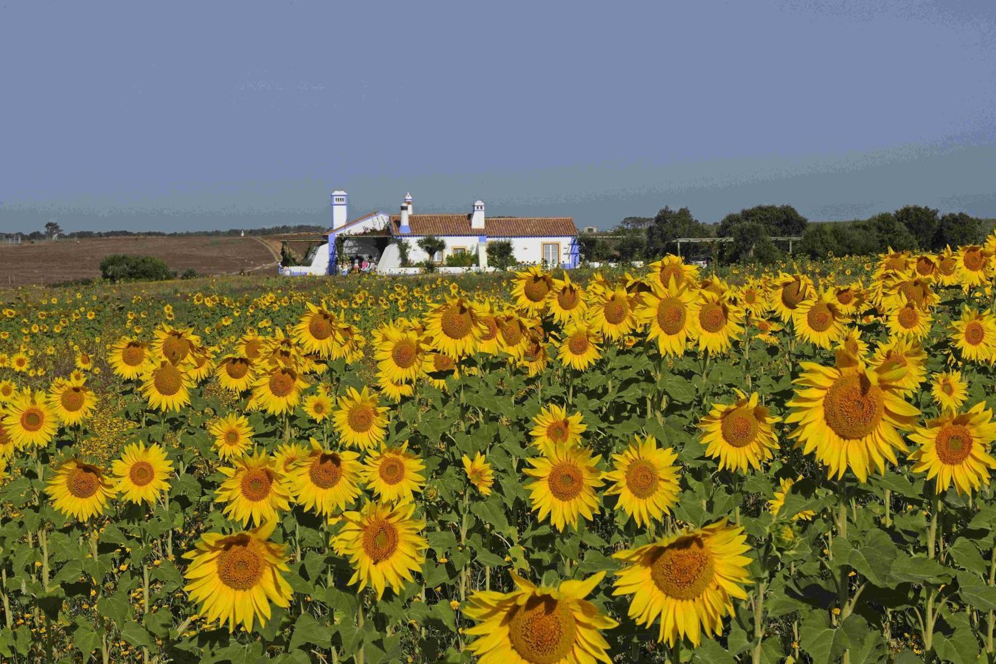 Herdade Do Touril Замбужейра-ду-Мар Экстерьер фото